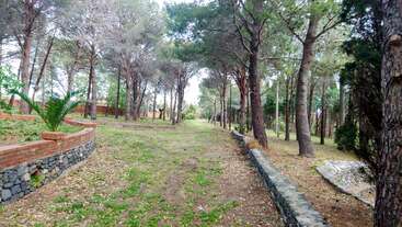 A peaceful forest scene with tall trees, stone walls, and grassy paths. Sunlight filters through the branches, creating a serene and inviting natural atmosphere.