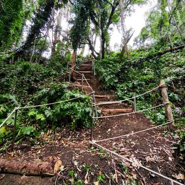 Un escalier rustique en bois s'élève à travers une forêt verdoyante et luxuriante, entouré d'un feuillage dense et de grands arbres. Des rampes en corde guident les visiteurs le long du sentier naturel.