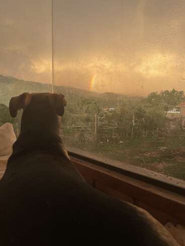 Um cachorro olha pela janela salpicada de gotas de chuva em direção a um arco-íris vibrante no horizonte, enquanto a luz dourada do pôr do sol ilumina suavemente a paisagem natural e tranquila ao fundo.