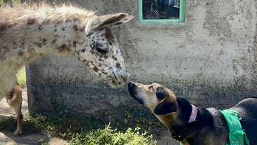 Um burro malhado e um cachorro marrom cheiram um ao outro com curiosidade lá fora, perto de um muro de pedra desgastado pelo tempo com uma pequena janela com moldura verde, aproveitando a luz do sol.