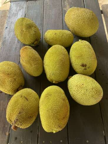 This image shows ten large, spiky jackfruits placed on a dark wooden table. The fruits are yellow-green and vary in size, showcasing rough, textured skins.