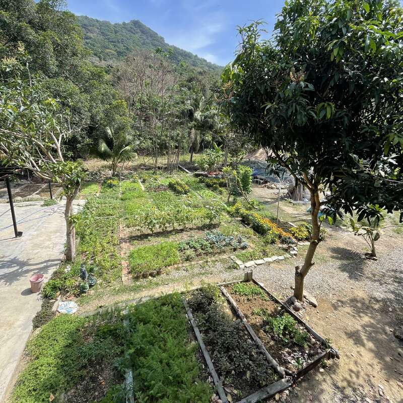 A lush garden filled with various green plants and vegetables, surrounded by trees. A mountain rises in the background beneath a clear blue sky.