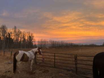 A beautiful sunset fills the sky with orange and yellow hues over a peaceful field where a brown and white horse stands near a metal gate.