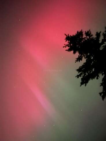 The image shows a night sky illuminated by vibrant pink and green aurora borealis, with a silhouette of a tree on the right side. Stars sparkle.