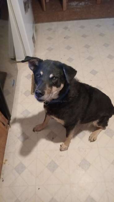 A black and tan dog sits attentively on a light-colored, diamond-patterned kitchen floor, looking up with curious, gentle eyes. Background includes kitchen appliances.