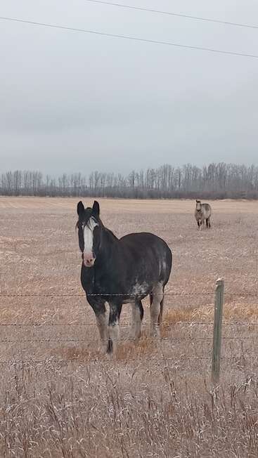 A large black horse with a white blaze stands in a frosty field, staring forward. Another horse grazes in the background. Bare trees line the horizon.