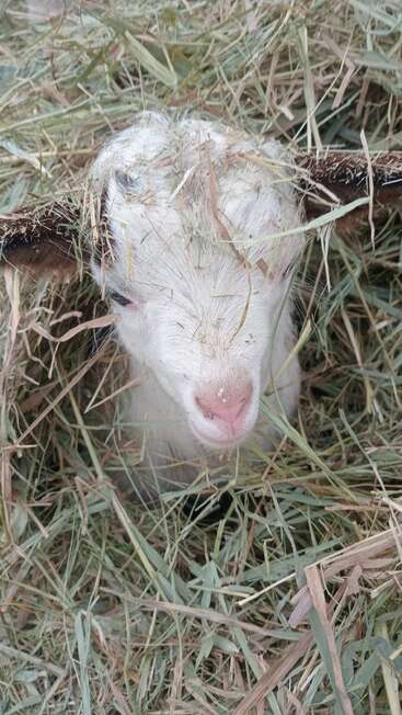 A baby goat is nestled in a pile of hay, with straw covering its head and body. Its eyes are partially closed, looking calm and content.