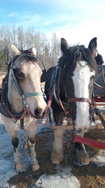 Two harnessed horses stand side by side in the snow, ready to pull a sleigh, with a backdrop of bare trees and blue sky.