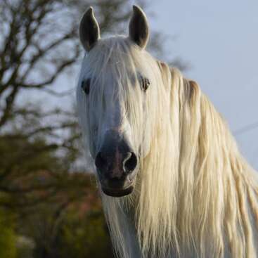 A beautiful white horse with a long, flowing mane stands outdoors. Its hair covers part of its face. Trees and a blue sky are visible behind.
