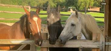 Three beautiful horses—one brown, one black, and one white—stand together behind a wooden fence in a sunny green pasture with trees in the background.