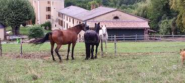 Three horses stand together in a grassy field near a rustic farm building, surrounded by trees and fences, while a dog approaches from the right.
