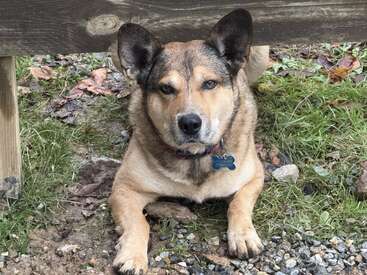 A brown and black dog with upright ears lies under a wooden plank, surrounded by grass and rocks, gazing calmly ahead, wearing a blue bone-shaped tag.