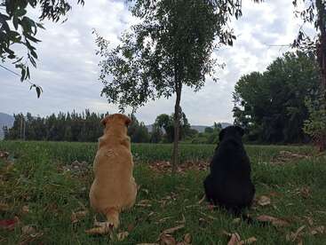 Dois cães, um amarelo e outro preto, estão sentados tranquilamente na grama verde, de frente para um campo e árvores sob um céu nublado, apreciando a paisagem natural serena.