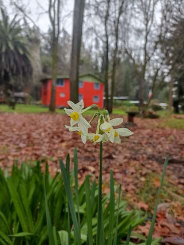 Im Vordergrund blühen zarte weiße Blumen. Im Hintergrund sieht man ein leuchtend rotes Haus, umgeben von hohen Bäumen, Laub und einer üppigen, friedlichen Gartenlandschaft.