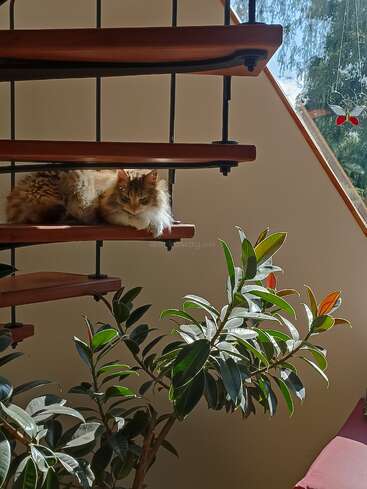 Eine flauschige Katze liegt zufrieden auf einer Holztreppenstufe, während Sonnenlicht durch das Fenster scheint. Darunter runden eine leuchtend grüne Zimmerpflanze und ein Schmetterlingsornament die gemütliche Szene ab.