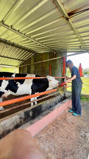 A person in black attire feeds a black-and-white cow inside a covered barn with metal roofing, orange railings, and rural surroundings. Another observer's leg is visible.