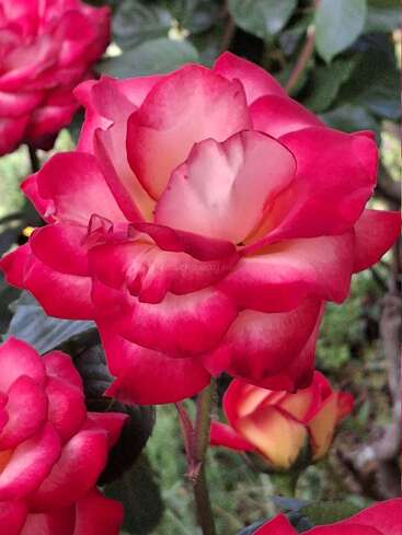 Uma imagem em close-up de uma rosa vibrante com pétalas vermelhas e brancas, rodeada por folhas verdes e outras rosas em flor ao fundo, lindamente iluminada.