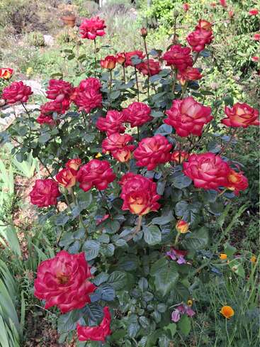 Uma linda roseira floresce num jardim. As rosas são vermelhas com o centro amarelo, rodeadas por uma folhagem verdejante e várias outras plantas de jardim.