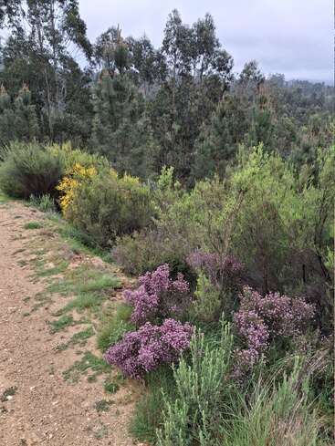 Um caminho de terra serpenteia por uma floresta exuberante, ladeado por arbustos verdes, flores silvestres de um roxo vibrante e manchas de flores amarelas sob um céu nublado.
