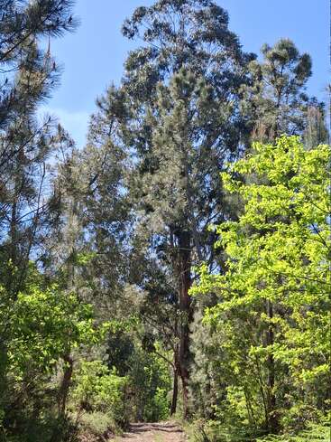 Um caminho de terra serpenteia por uma floresta vibrante e banhada pelo sol. Altos pinheiros e eucaliptos cercam a trilha, com suas folhas verdes brilhando sob um céu azul límpido.