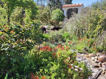 Um jardim exuberante, com flores coloridas, vegetação densa e várias plantas, circunda um pequeno caminho. Dois cães exploram o local, enquanto um portão rústico se destaca ao fundo.