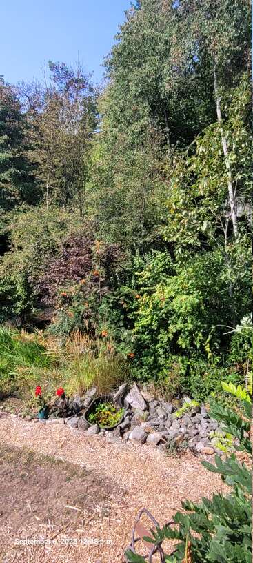 Hohe grüne Bäume und bunte Büsche schaffen eine üppige Gartenszene. Ein kleiner Teich ist umgeben von Steinen, Blumen, Pflanzen und mit Raufaser bedecktem Boden unter freiem Himmel.