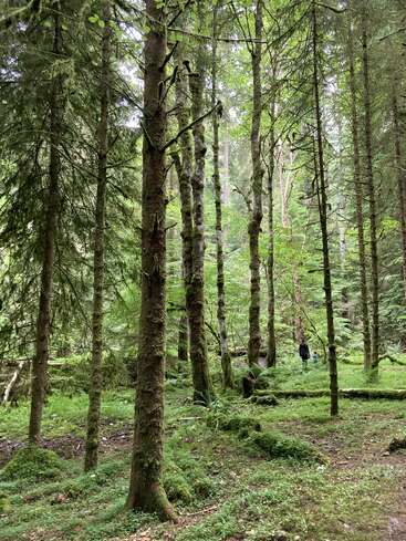 Tall mossy trees dominate a lush green forest. Sunlight filters through the dense foliage. In the background, two people walk peacefully, exploring nature’s tranquility.
