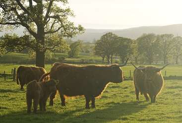 Four Highland cows, including a calf, graze on a sunlit green field surrounded by trees and hills under a bright, calm sky in the countryside.