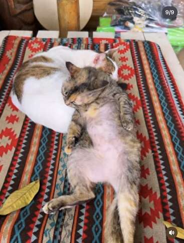 Two cats are napping cozily on a colorful, patterned blanket. One is sprawled belly-up while the other curls beside it. A yellow leaf is nearby. Peaceful scene.
