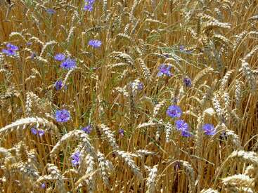 Das Bild zeigt ein Weizenfeld mit verstreuten blauen Blumen, das eine ruhige und natürliche Landschaft mit einer Mischung aus goldenem Weizen und leuchtenden lila Blüten darstellt.