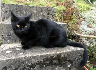 Das Bild zeigt eine schwarze Katze mit gelben Augen, die auf steinernen Stufen liegt, umgeben von üppigem Grün und Pflanzen, in einer Umgebung im Freien.