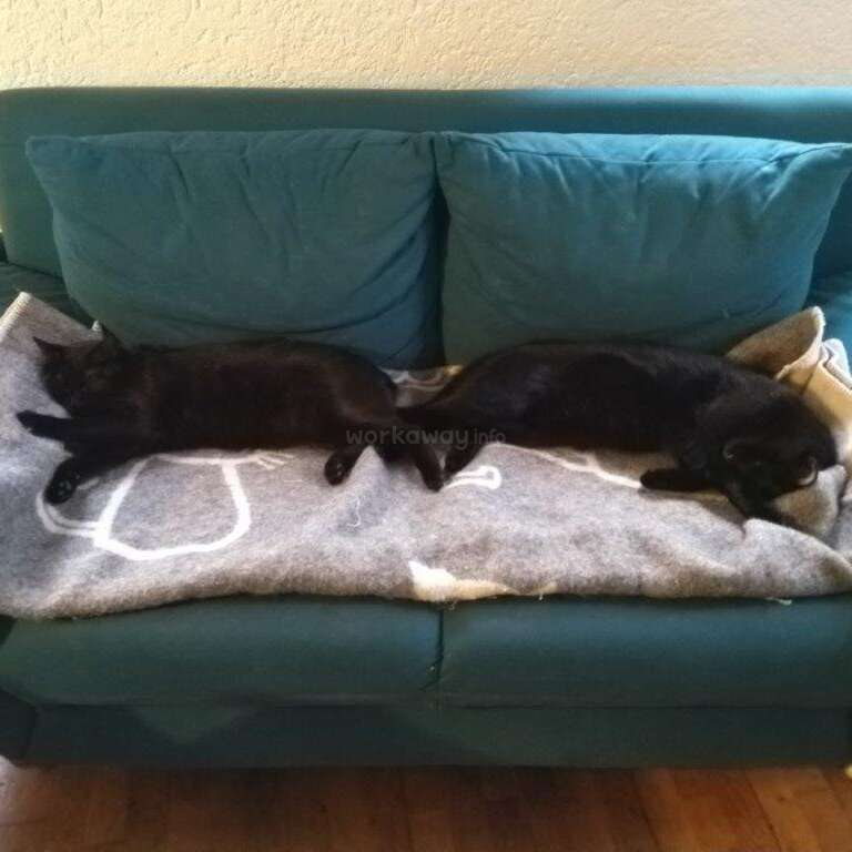 Das Bild zeigt zwei schwarze Katzen, die auf einer blaugrünen Couch liegen, mit einer grauen Decke mit weißem Muster vor einer cremefarbenen Wand und einem Holzboden.