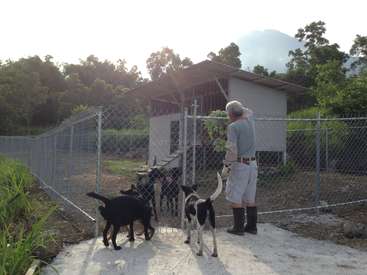 The image depicts an older man standing in front of a chain-link fence, surrounded by three dogs, with a small building and trees visible in the background.