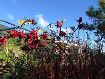 The image depicts a vibrant red flowering bush with green leaves, set against a serene blue sky with white clouds and a distant building or structure.