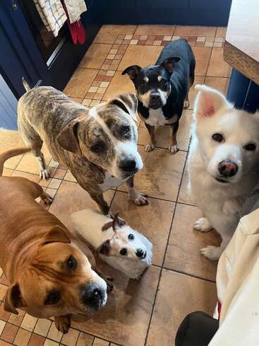 Five adorable dogs of various breeds and sizes eagerly look up, standing together on a tiled kitchen floor, waiting attentively for food or attention.