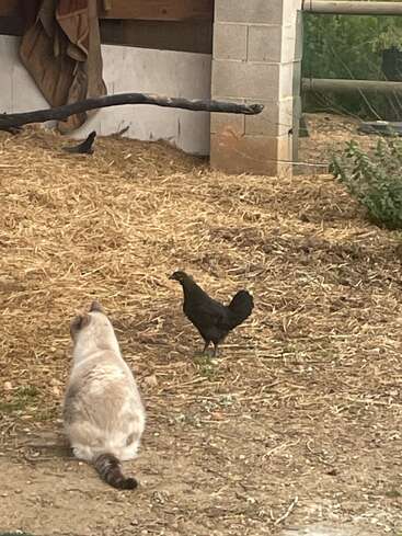 Un gato blanco y una gallina negra están de pie sobre un suelo cubierto de paja, cerca de la pared de un granero, observándose en silencio. La escena es rústica y tranquila.