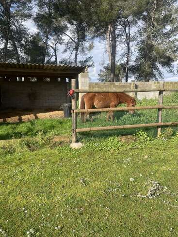 Un caballo castaño pasta en un prado cercado junto a una valla de madera, con un pequeño cobertizo de piedra y altos pinos al fondo, bajo el sol.