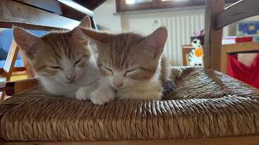 Dos adorables gatitos están acurrucados juntos, durmiendo plácidamente en el asiento de una silla tejida en una acogedora habitación llena de cálida luz natural y muebles de madera.