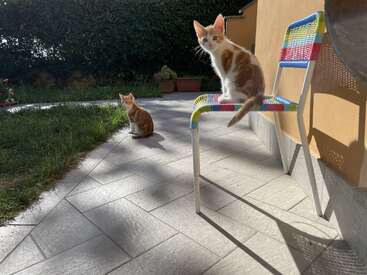 Dos gatitos naranjas y blancos están fuera. Uno está sentado en una silla de colores, el otro está en el suelo. La luz del sol crea sombras nítidas en el patio.