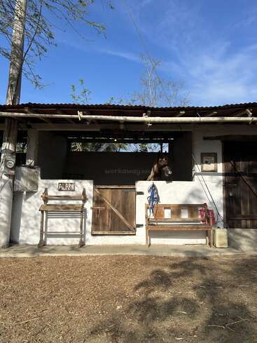 A sunny day at a rustic horse stable. One brown horse looks out from its stall labeled "Alark." Wooden bench and saddle rack beside the door. Peaceful atmosphere.