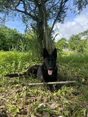 A black dog lies happily in the shade beneath a tree, tongue out, with a stick in front of it on green, leafy ground on a sunny day.