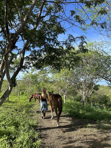 A person with long hair and a red bandana walks two brown horses along a peaceful, tree-lined path under a bright blue sky. Lush greenery surrounds.