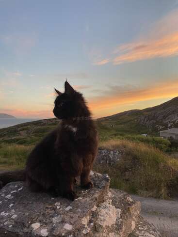 A black fluffy cat sits majestically on a rocky ledge overlooking grassy hills at sunset, with a soft orange and blue sky in the background.