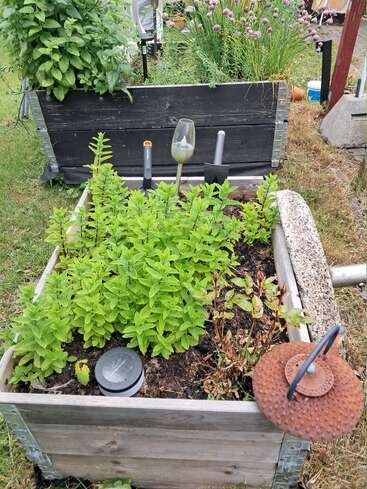 Un lit de jardin surélevé en bois rempli d'herbes vertes, d'outils de jardinage, d'une lampe solaire, d'un verre et d'un objet décoratif rouillé, entouré d'herbe.