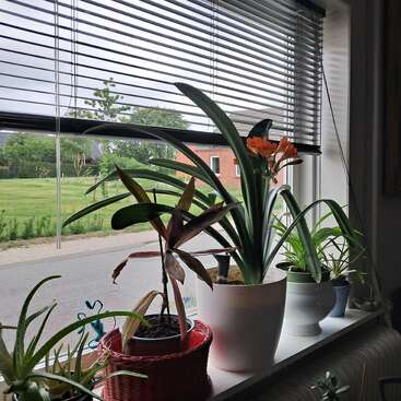A windowsill displays various potted plants, with one flowering orange. Venetian blinds partially open, revealing a quiet street, green lawns, and a red brick building outside.