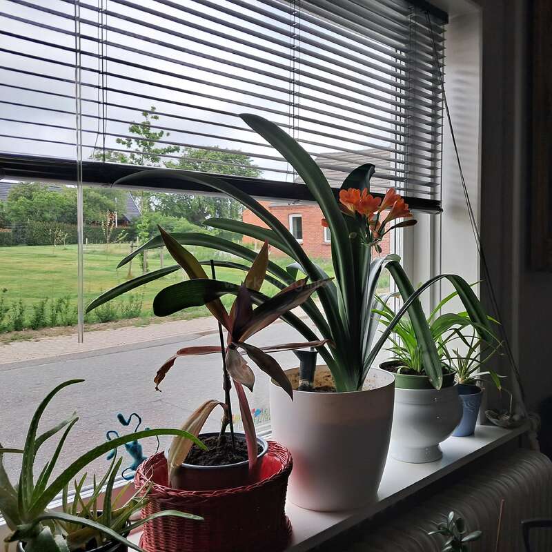 Un rebord de fenêtre présente diverses plantes en pot, dont une orange en fleur. Les stores vénitiens s'ouvrent partiellement, révélant une rue calme, des pelouses vertes et un bâtiment en briques rouges à l'extérieur.