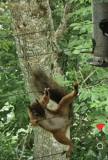 Ein Eichhörnchen hängt kopfüber an Drähten zwischen Bäumen und versucht, eine Vogelfutterstelle in einem üppigen, grünen Wald zu erreichen. Die Schnittstelle zu den sozialen Medien ist sichtbar.