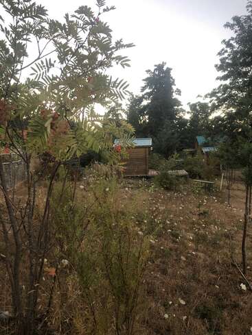 Eine friedliche Gartenszene mit grünen Bäumen, Wildblumen und trockenem Gras. Ein kleiner Holzschuppen mit blauem Dach steht in der Abenddämmerung ruhig im Hintergrund.