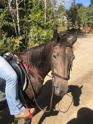 Ein Reiter in Jeans und Stiefeln sitzt auf einem braunen Pferd auf einem Feldweg, umgeben von grünen Bäumen unter einem hellen, sonnigen Himmel. Eine friedliche Szene.
