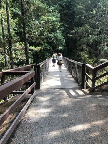 Un grupo de personas camina por un robusto puente de madera en un frondoso bosque verde, rodeado de altos árboles y la luz natural del sol que se cuela entre el follaje.